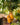 Mangoes hanging from a tree with a rustic background