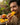 Man eating a mango with a plate of mangoes on a wooden table outdoors.