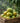 Premium Langra Mango Pakistan's Heritage Favourite
